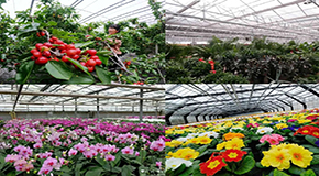 花卉苗木大棚供暖用空气能热泵，恒温安全更经济