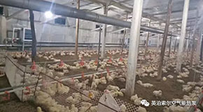 英泊索尔空气能热泵助力养殖业--养鸡场